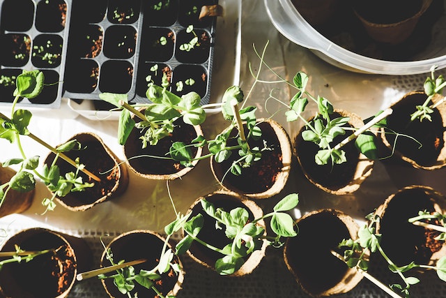 seedlings growing in small pots