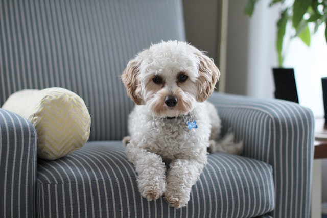 a small dog laying in an armchair