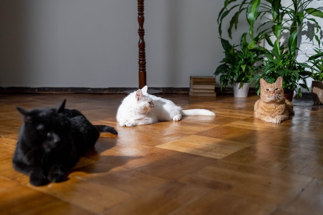 three cats one white one black and one orange lounge in the sun on a hardwood parquet floor in a rental