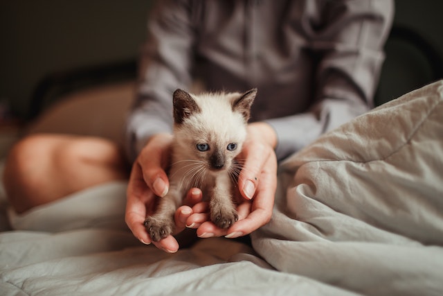 close up on hands holding a kitten
